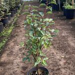 Ca. 100x Portugese laurier, Prunus ‘Angustifolia’, haagplant, wintergr