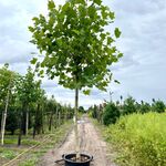 2x Plataan, Platanus Hispanica, hoogstam, ca. 5 m hoog