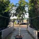 Blauweregen, Wisteria ‘Prolific’, dakvorm, blauwe bloei, ca. 2.5 m hoo