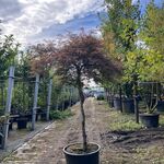 Japanse esdoorn, Acer ‘Garnet’, dakvorm, roodbladig, ca. 150-175 cm ho
