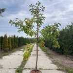 Ca. 10x Sierappel, Malus ‘Evereste’, bloesemboom, rode sierappeltjes,