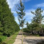 2x Perzisch ijzerhout, Parrotia Persica, hoogstam, rode herfstkleur, c