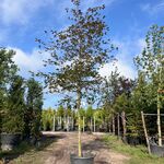 Rode beuk, Fagus ‘Atropunicea’, hoogstam, roodbladig, ca. 5-6 m hoog