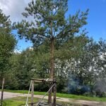 Grove den, Pinus Sylvestris, naaldboom, wintergroen, ca. 6 m hoog