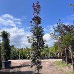 2x Noorse esdoorn, Acer ‘Crimson Sentry’, zuilvorm, roodbladig, ca. 4-