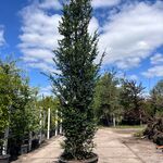 3x Venijnboom, Taxus Baccata, haagplant, wintergroen, ca. 375-425 cm h