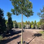 Portugese laurier, Prunus ‘Angustifolia’, leiboom, wintergroen, ca. 18