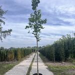 2x Hazelaar, Corylus Avellana, sierheester, ca. 3-3.5 m hoog