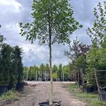 3x Amerikaanse tulpenboom, Liriodendron Tulipifera, hoogstam, gele her