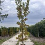 Amberboom, Liquidambar Styraciflua, hoogstam, herfstverkleuring, ca. 3