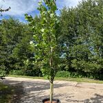 2x Amerikaanse tulpenboom, Liriodendron ‘Fastigiatum’, zuilvorm, gele