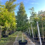 2x Portugese laurier, Prunus ‘Angustifolia’, solitair, wintergroen, ca