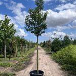 2x Portugese laurier, Prunus ‘Angustifolia’, leigeschikt, wintergroen,