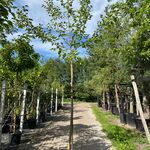 4x Witte moerbei, Morus ‘Fruitless’, hoogstam, ca. 3-3.5 m hoog