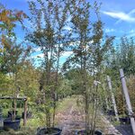 2x Japanse sierkers, Prunus ‘Paean’, meerstammig, roze bloei, ca. 250-