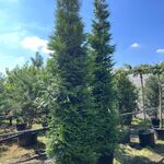 2x Conifeer, Thuja ‘Gelderland’, haagplant, wintergroen, ca. 400-450 c
