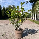Ca. 25x Sierstruik, Aucuba ‘Variegata’, E.a., sierheester, bloei/herfs