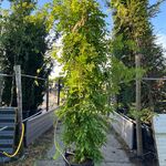 2x Blauweregen, Wisteria ‘Prolific’, zuilvorm, blauwe bloei, ca. 2.5 m
