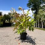 Ca. 30x Sierstruik, Forsythia, E.a., sierheester, bloei/herfstverkleur