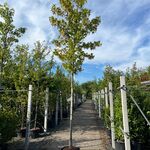 3x Amberboom, Liquidambar ‘Worplesdon’, hoogstam, herfstverkleuring, c