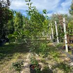 3x Chinees klokje, Forsythia ‘Spectabilis’, sierheester, gele bloei, c