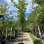 Witte moerbei, Morus ‘Fruitless’, hoogstam, ca. 3-3.5 m hoog