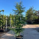 3x Hybride lork, Larix Marschlinsii, geveerd, blauwgroen, ca. 3 m hoog