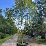 Beverboom, Magnolia ‘Galaxy’, meerstammig, roze bloei, ca. 350-400 cm