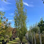 2x Beuk, Fagus ‘Dawyck ‘, zuilvorm, ca. 500-550 cm hoog
