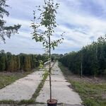 5x Perenboom, Pyrus ‘Saint Rémy’, fruitgaardboom, vruchtdragend, ca. 3