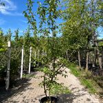 2x Gele kornoelje, Cornus Mas, sierheester, gele bloei, ca. 200 cm hoo
