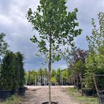 Amerikaanse tulpenboom, Liriodendron Tulipifera, hoogstam, gele herfst
