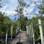 Steeneik, Quercus Ilex, hoogstam, wintergroen, ca. 3.5 m hoog