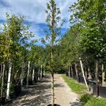 3x Portugese laurier, Prunus ‘Brenelia’, hoogstam, wintergroen, ca. 3-