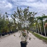 2x Appelbes, Aronia ‘Brilliant’, sierheester, ca. 150-175 cm hoog
