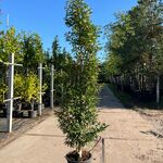 Ca. 15x Portugese laurier, Prunus Lusitanica, haagplant, wintergroen,
