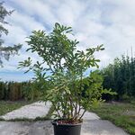 Vijgenboom, Ficus ‘Ronde De Bordeaux’, vruchtboom, vruchtdragend, ca.