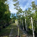 Ca. 15x Walnotenboom, Juglans ‘Chandler’, vruchtboom, vruchtdragend, c