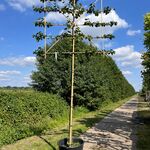 3x Koningslinde, Tilia ‘Pallida’, leiboom, ca. 200 cm stamhoogte