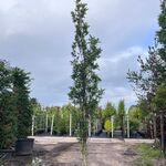 3x Moeraseik, Quercus Green Pillar, zuilboom, ca. 5 m hoog