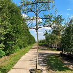 2x Perenboom, Pyrus ‘Doyenne Du Comicé’, leiboom, ca. 180 cm stamhoogt