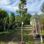4x Portugese laurier, Prunus ‘Angustifolia’, bolvorm, wintergroen, ca.
