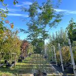 Valse Christusdoorn, Gleditsia ‘Skyline’, meerstammig, ca. 250-300 cm