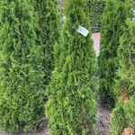 Ca. 50x Koningsconifeer, Thuja ‘Smaragd’, haagplant, wintergroen, ca.