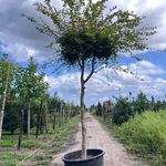 Japanse esdoorn, Acer Palmatum, karakterboom, herfstverkleuring, ca. 4