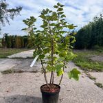 5x Aalbes, Ribes ‘Weisse Versailles’ E.a., fruitstruik, vruchtdragend,