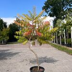 5x Sierstruik, Magnolia Stellata, E.a., sierheester, bloei/herfstverkl