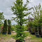 3x Beuk, Fagus Sylvatica, geveerd, groenbladig, ca. 5-6 m hoog