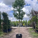 2x Amberboom, Liquidambar Styraciflua, hoogstam, herfstverkleuring, ca
