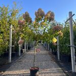 2x Pluimhortensia, Hydrangea ‘Limelight’, bolboom, witte/roze bloei, c